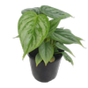 125mm Silver Leaf Philodendron - Philodendron sodiroi