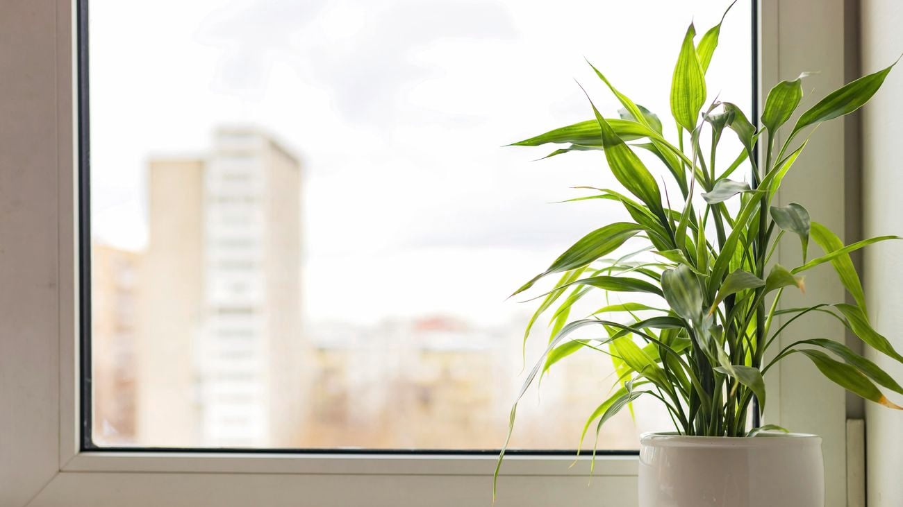 A lucky bamboo plant in a white pot on a windowsill.