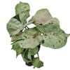 125mm Arrowhead Vine - Syngonium podophyllum Green Splash