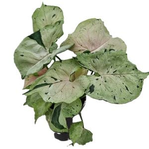 125mm Arrowhead Vine - Syngonium podophyllum Green Splash