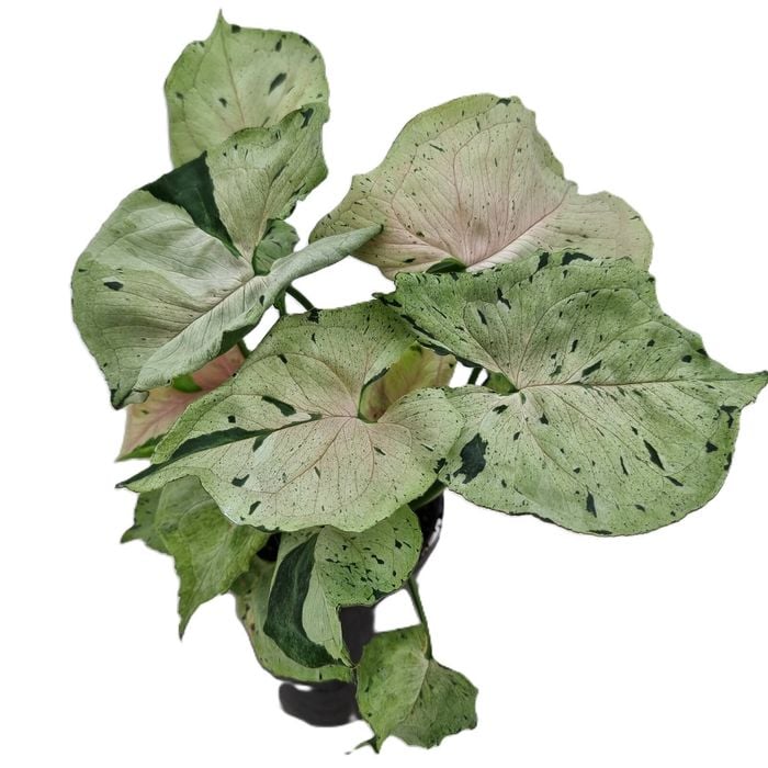 125mm Arrowhead Vine - Syngonium podophyllum Green Splash
