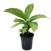 250mm Memoria Corsii - Dieffenbachia maculata