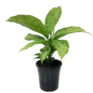 250mm Memoria Corsii - Dieffenbachia maculata