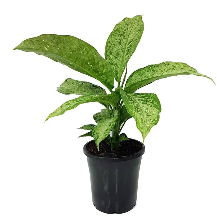 250mm Memoria Corsii - Dieffenbachia maculata
