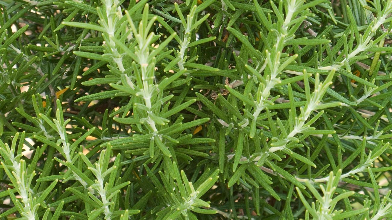 Rosemary (Rosmarinus officinalis).