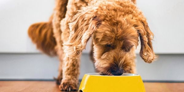 A small dog eating from a yellow pet bowl.