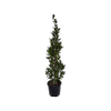 20L Bay Laurel - Laurus nobilis
