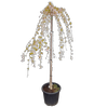 30L Weeping Cherry -  Prunus subhirtella Falling Snow