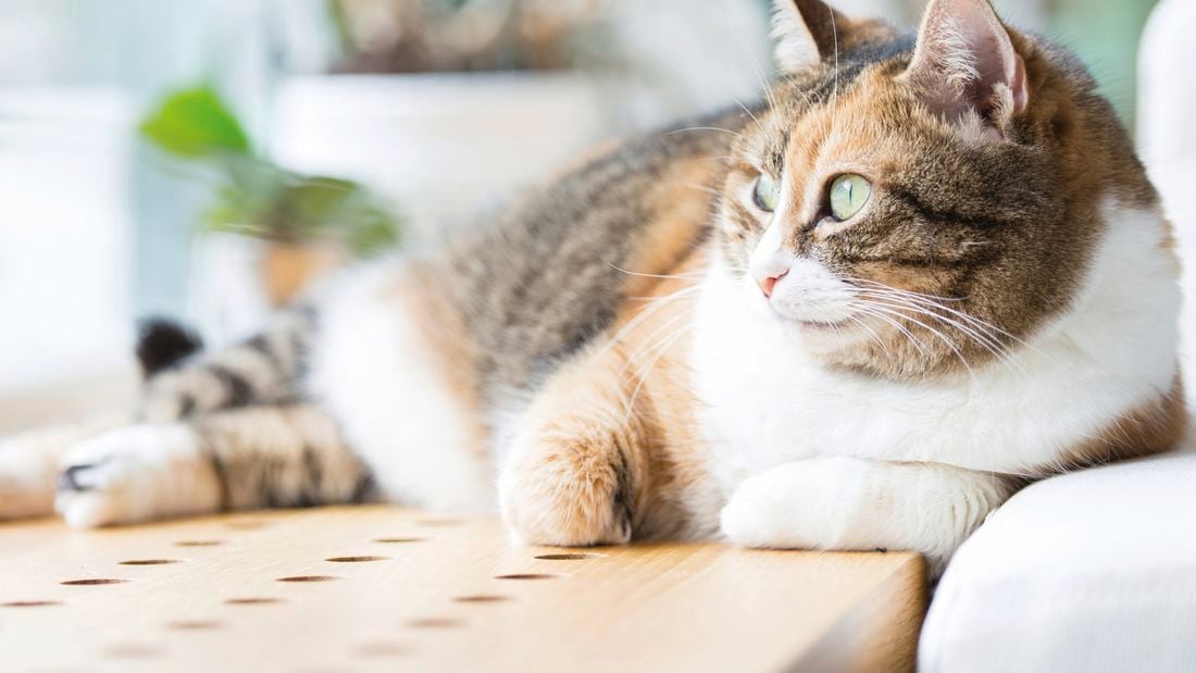 Black, brown and white coloured cat lying on its side looking left of the image.