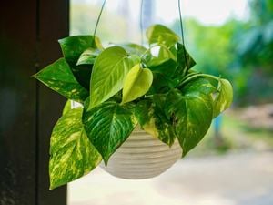 Mid shot of a hanging pot of Devil’s ivy.