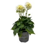 130mm Assorted Dahlia Dahlinova - Dahlia pinnata