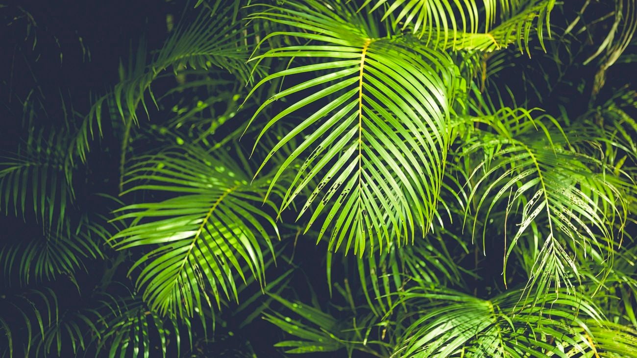 Close up of palm tree leaves.