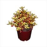 165mm Golden Glow - Coprosma repens