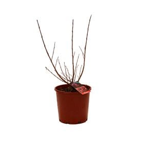 200mm Crepe Myrtle Plum Magic - Lagerstroemia