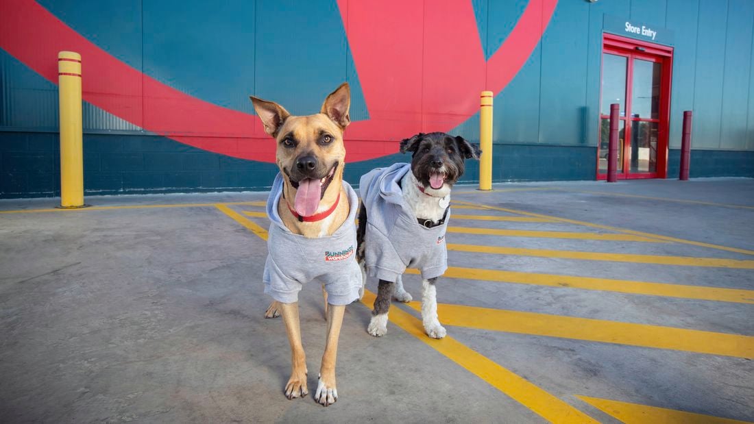 Two dogs wearing grey hoodies standing on a painted walkway outside a store entrance