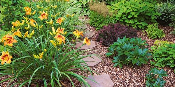 Garden bed with mulch, pavers, flowers and shrubs.
