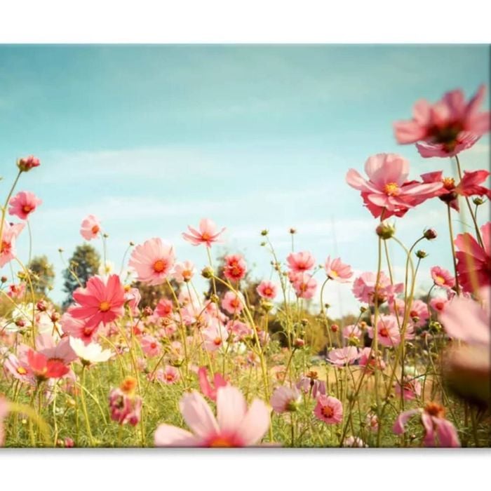 Cosmos Flower Blossom in Garden  Print 100% Australian Made 120 x 90cm  (Stretched)