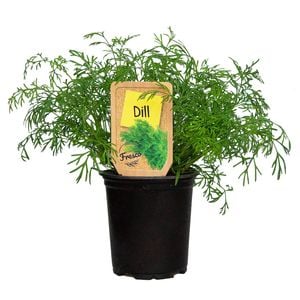90mm Nudo Herbs Dill - Anethum graveolens
