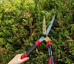 Pruning branches from a tree schwab