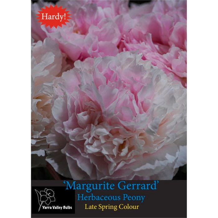 Yarra Valley Bulbs Peony Margurite Gerrard Bulb - 1 Pack