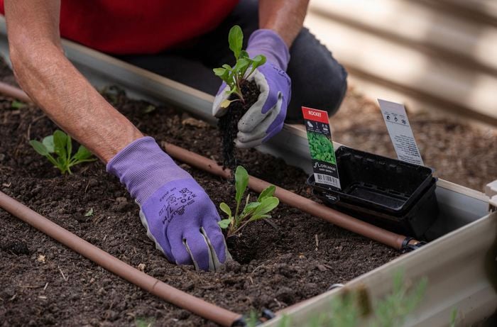3. Planting new crops and plants.jpg