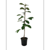 2.5L Magnolia - Magnolia fairy White