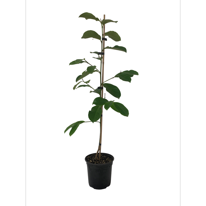 2.5L Magnolia - Magnolia fairy White