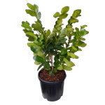 10L Griselinia Lucida - Griselinia littoralis