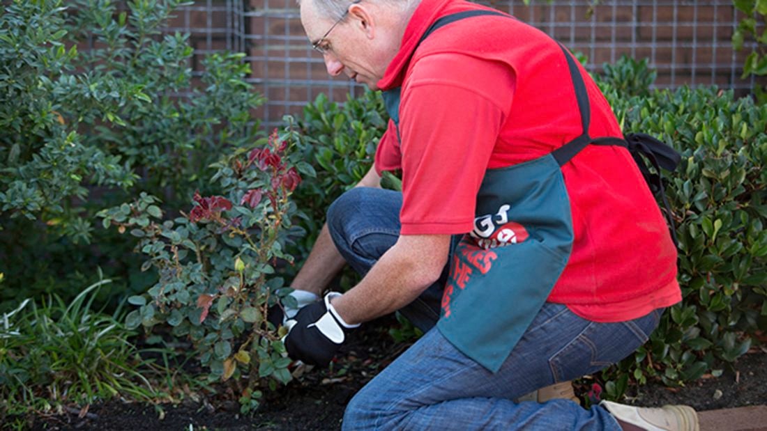 A person tends to the garden.