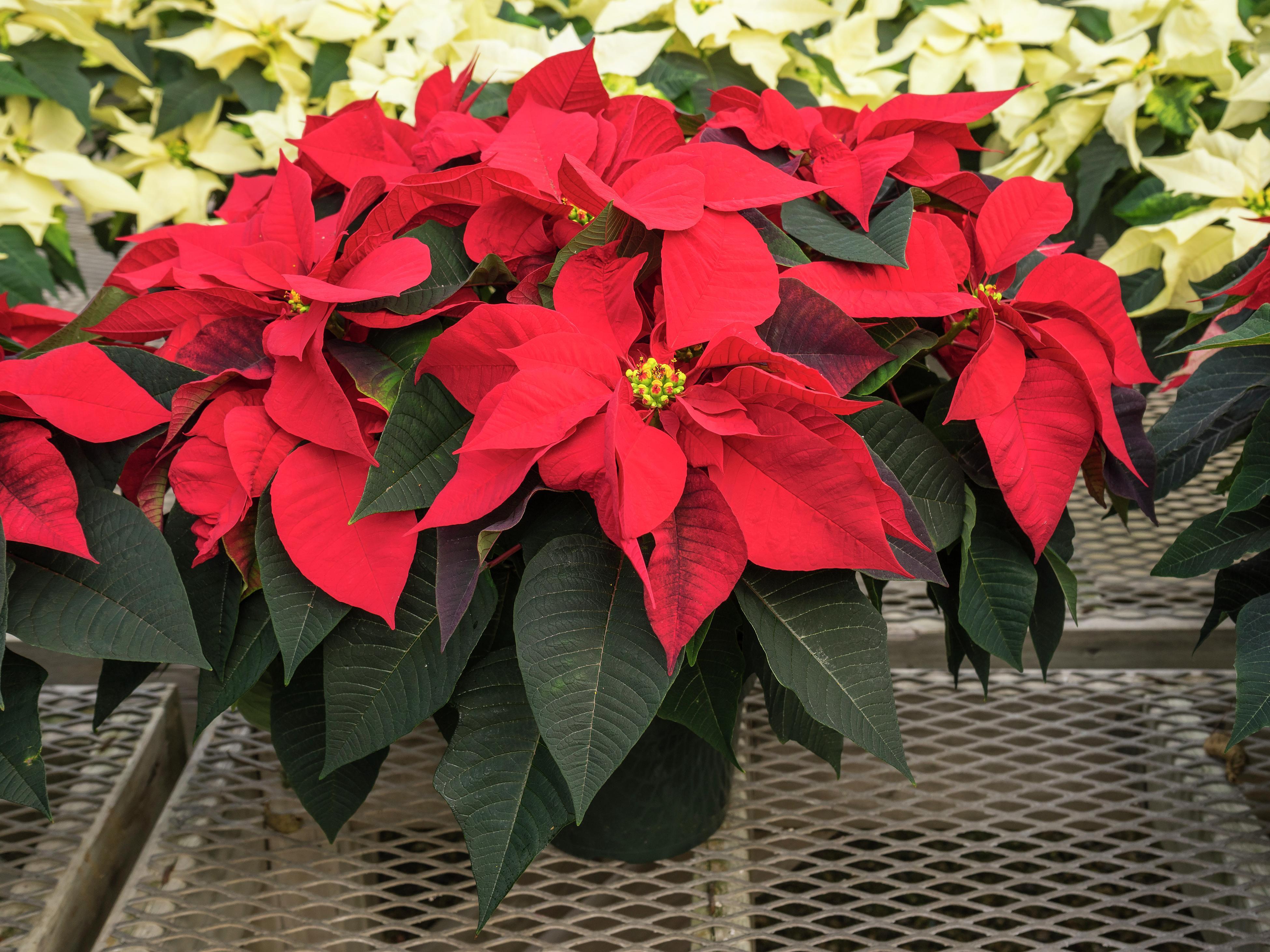 Planting Growing and Pruning Poinsettias Bunnings Australia