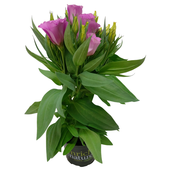 120mm Lisianthus - Eustoma grandiflorum