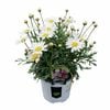 130 mm Argyranthemum frutescens Angelic