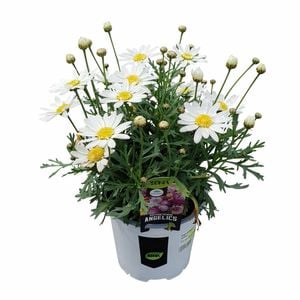 130 mm Argyranthemum frutescens Angelic