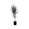 8L Purple Ake Ake - Dodonea vicosa Purpurea