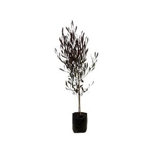 8L Purple Ake Ake - Dodonea vicosa Purpurea