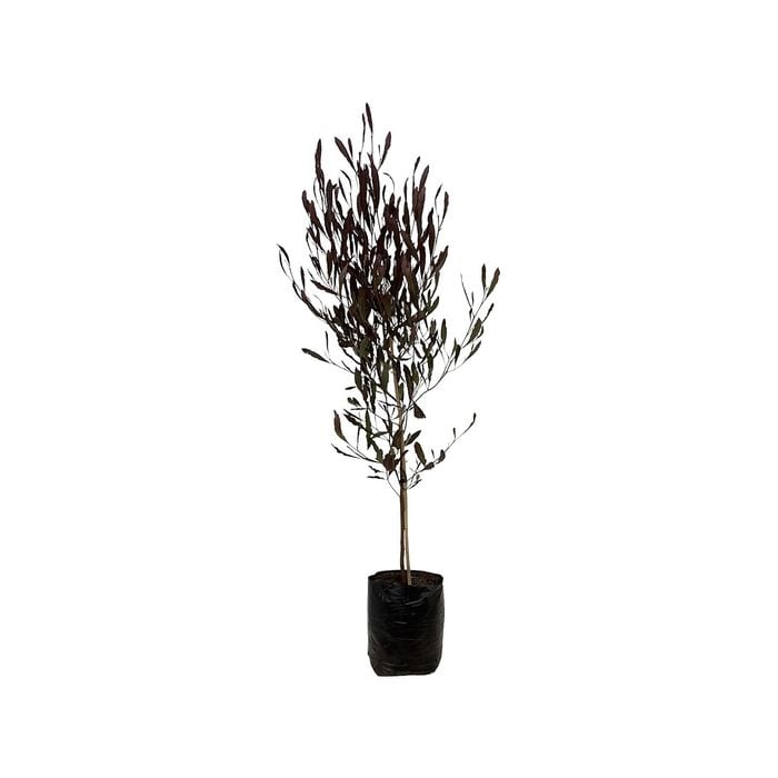 8L Purple Ake Ake - Dodonea vicosa Purpurea
