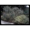 140mm Wynyabbie Gem - Westringia fruticosa x eremicola
