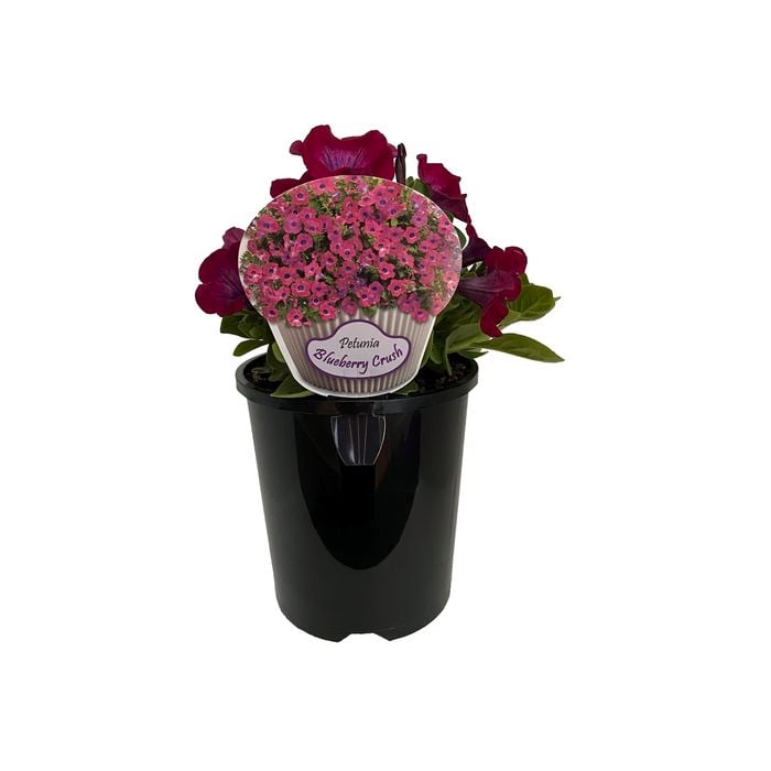1.5L Petunia Blueberry Crush