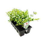 10mm Buxus Japanese Box 10 Cell Pack