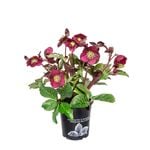 170mm Hellebore - Helleborus Anna's Red