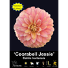 Yarra Valley Bulbs Coorabell Jessie - 1 Pack