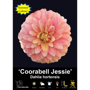 Yarra Valley Bulbs Coorabell Jessie - 1 Pack