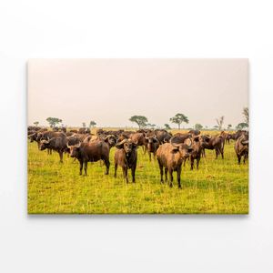 Buffalos Grazing In a Field  Print 100% Australian Made 120 x 90cm  (Stretched)
