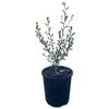 140mm Philotheca Flower Girl - Philotheca myoporoides Flower Girl 