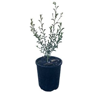 140mm Philotheca Flower Girl - Philotheca myoporoides Flower Girl 