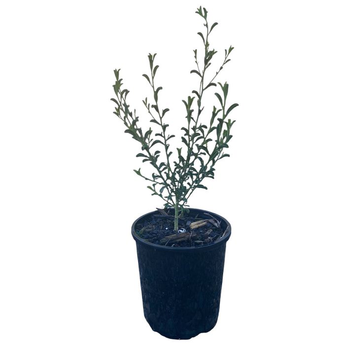 140mm Philotheca Flower Girl - Philotheca myoporoides Flower Girl 