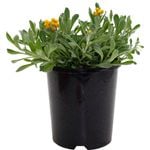 140mm Common Everlasting Desert Flame - Chrysocephalum apiculatum