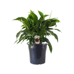 250mm Romano Peace Lily - Spathiphyllum wallisii