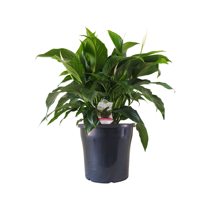 250mm Romano Peace Lily - Spathiphyllum wallisii