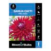 Bloomin' Bulbs Dahlia Mrs Rees - 1 Pack